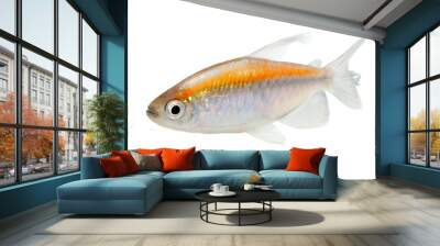 Congo tetra aquarium fish Phenacogrammus interruptus  Wall mural