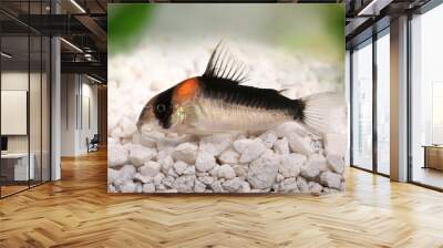 Cory catfish Corydoras duplicareus tropical aquarium fish Wall mural