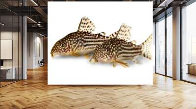 Cory Catfish Corydoras sterbai Sterba's Cory aquarium fish  Wall mural