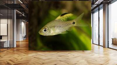 Drape finned barb Aquarium Fish Oreichthys crenuchoides neon highfin barb Wall mural