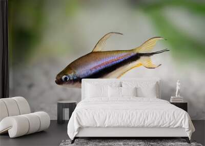 Emperor tetra Nematobrycon palmeri aquarium fish  Wall mural