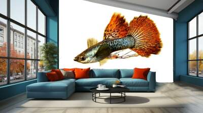 Fancy Guppy fish aquarium fish Male Poecilia reticulata colorful freshwater fish	 Wall mural