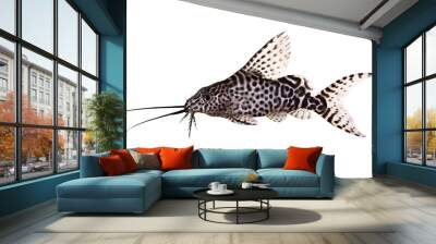 Featherfin squeaker catfish Synodontis Epterus Aquarium fish isolated on white Wall mural