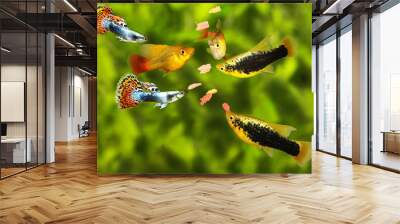 Feeding swarm  tetra aquarium fish eating flake food  Wall mural