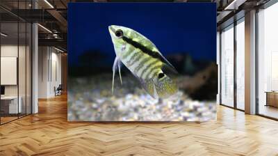 Festivum Cichlid Fish Festive Cichlid, Barred Cichlid Wall mural