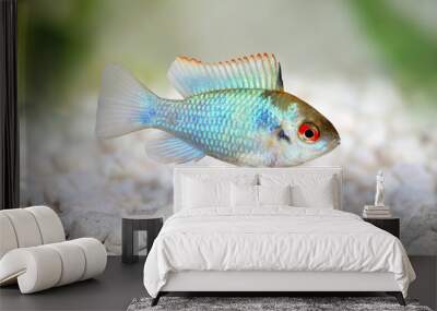 german electric blue ram dwarf cichlid Mikrogeophagus ramirezi aquarium fish  Wall mural