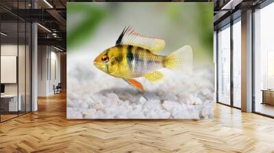 German Ram cichlid Mikrogeophagus ramirezi aquarium fish  Wall mural