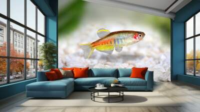 Glowlight Danio Danio choprai freshwater aquarium fish Wall mural