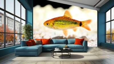 Gold barb Barbodes semifasciolatus Chinese barb aquarium fish  Wall mural