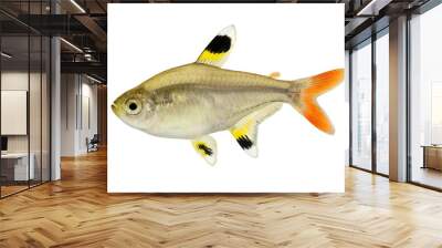 Golden pristella tetra Pristella maxillaris X-ray tetra fish isolated on white  Wall mural