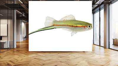 Green Swordtail Xiphophorus Helleri Male aquarium fish isolated on white  Wall mural