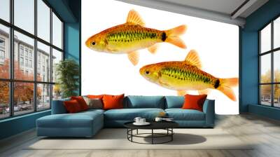 Group of Gold barb Barbodes semifasciolatus Chinese barb aquarium fish isolated Wall mural