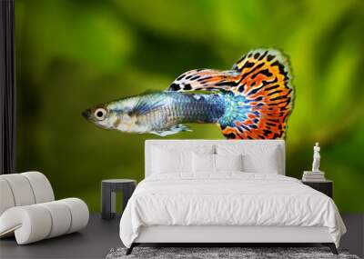 Guppy Poecilia reticulata colorful rainbow tropical aquarium fish  Wall mural