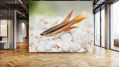 Lagos Red Killifish aquarium fish Killi Aphyosemion bitaeniatum  Wall mural