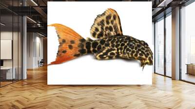 Leopard Cactus Pleco aquarium fish	Pseudacanthicus leopardus  Wall mural