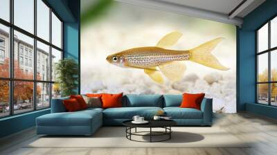 Longfin Leopard Danio Rerio Barb freshwater aquarium fish Wall mural