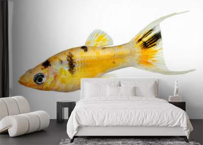 Lyretail molly Poecilia latipinna aquarium fish  Wall mural