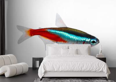 Neon Tetra Paracheirodon innesi freshwater fish isolated Wall mural