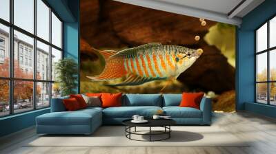 Paradise fish eating fish pallet food feeding aquarium fish  Wall mural