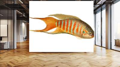 Paradise fish gourami Macropodus opercularis tropical Aquarium fish  Wall mural