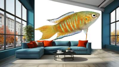 paradise fish gourami Macropodus opercularis tropical Aquarium fish  Wall mural