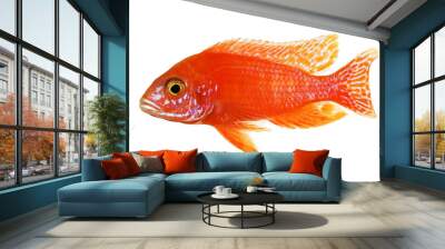 Pink red peacock cichlid Aulonocara aquarium fish Lake Malawi  Wall mural