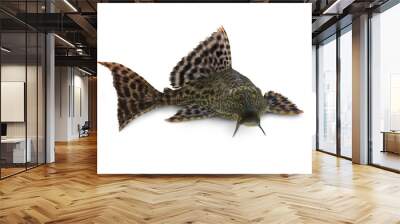 Pleco Catfish Hypostomus Plecostomus aquarium fish Wall mural