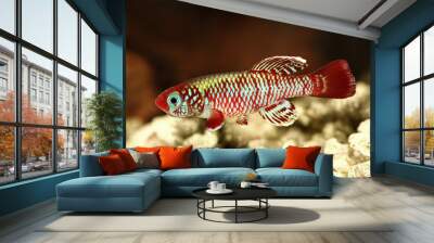 Red eggersi Killifish Killi aquarium fish Nothobranchius eggersi Wall mural