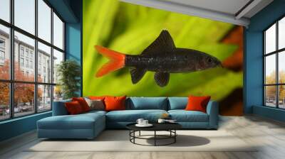 Red Fire Tail Shark Catfish Epalzeorhynchos bicolor aquarium fish isolated Wall mural