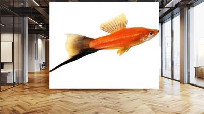 Red Swordtail Male black tail Xiphophorus Helleri aquarium fish isolated on white Wall mural