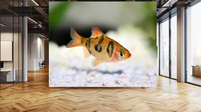 Rhombo Barb Puntius rhomboocellatus aquarium fish Wall mural