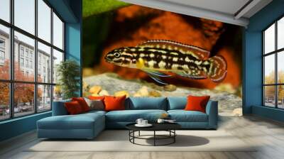 Spotted Julie Cichlid Julidochromis marlieri aquarium fish Lake Tanganyika Wall mural