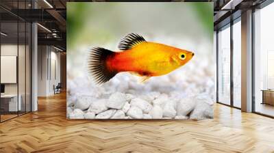 sunburst platy male Xiphophorus maculatus tropical aquarium fish Wall mural