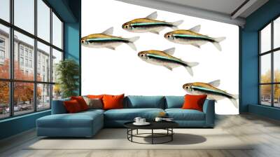 Swarm of Black Neon Tetra Hyphessobrycon herbertaxelrodi aquarium fish  Wall mural