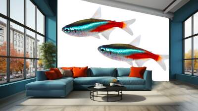 Swarm of Neon Tetra Paracheirodon innesi freshwater fish isolated  Wall mural