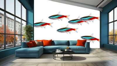 swarm of neon tetra paracheirodon innesi freshwater fish isolated Wall mural