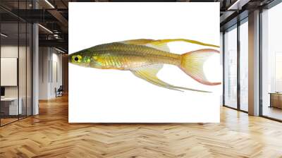 Threadfin rainbowfish Iriatherina werneri featherfin rainbowfish tropical aquarium fish Wall mural