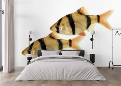 Tiger barb or Sumatra barb Puntius tetrazona tropical aquarium fish isolated Wall mural