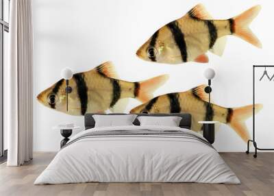 Tiger barb or Sumatra barb Puntius tetrazona tropical aquarium fish isolated Wall mural