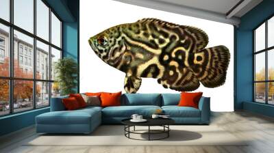 Tiger Oscar Cichlid Astronotus ocellatus aquarium fish  Wall mural