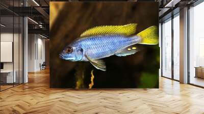 Yellow-tail Acei Cichlid Pseudotropheus aquarium fish 
 Wall mural