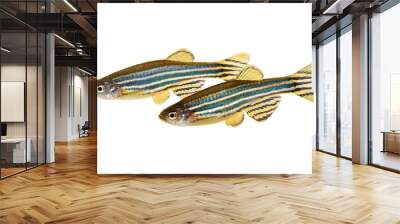 Zebrafish Zebra Barb Danio rerio freshwater aquarium fish Wall mural