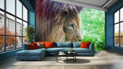 The Lion, the king of the animal, is caught in the zoological garden.Concept- The stolen freedom of the king of the animal guarantees his survival. Wall mural