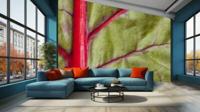 red and green beetroot leaf Wall mural