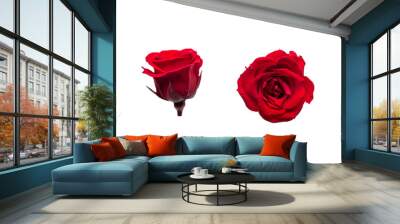 red rose flower on white background. side and top view Wall mural