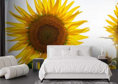 close-up of a beautiful sunflower in a field Wall mural