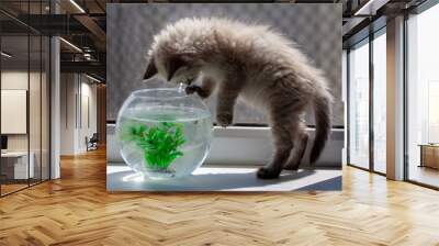 curious red kitten with goldfish in a fishbowl Wall mural