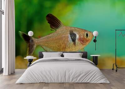 Black phantom tetra Wall mural