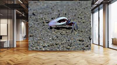 Fiddler crab. Wall mural