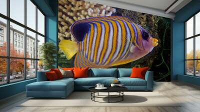 Royal angelfish Wall mural